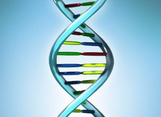 New Discovery Sheds Light on a Genetic Origin dna
