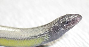 Critical Thinking Skills Pay Off: New Species Found Hiding in Plain Sight legless lizard
