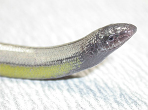 Critical Thinking Skills Pay Off: New Species Found Hiding in Plain Sight legless lizard