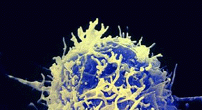 Altering Immune System T-cells Could Potentially Help Fight Cancer t-cell