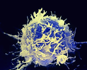 Altering Immune System T-cells Could Potentially Help Fight Cancer t-cell