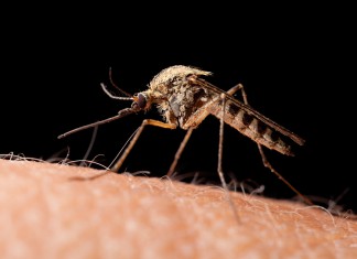 Zika Virus FAQ Zika virus