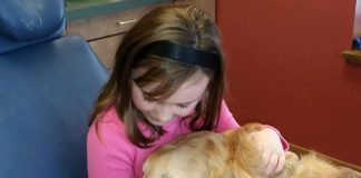 Meet JoJo, the Only Dental Comfort Dog Assistant dental service dog