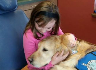Meet JoJo, the Only Dental Comfort Dog Assistant dental service dog