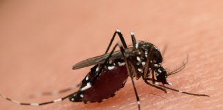 CDC Urges Congress to Approve Funding for Zika Virus Treatment and Prevention Zika virus