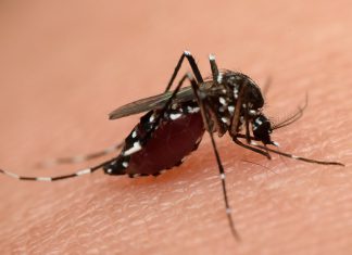 CDC Urges Congress to Approve Funding for Zika Virus Treatment and Prevention Zika virus